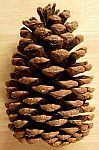 RM PINECONE MD 36 RM PINECONE MD 36